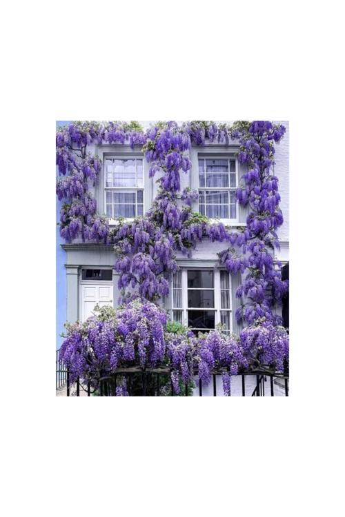 Bahçenizi Süsleyecek 20-50 Cm Tüplü Mor Salkım Fidanı (1-2 Yaş)