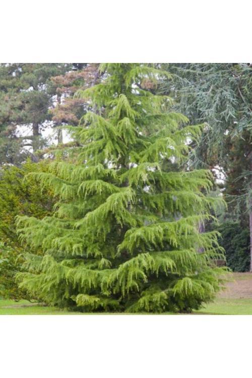 "Himalaya Sediri (2 Yaşında) - 1 Adet Tüplü Fidan - Zarif Ve Yeşil Çam Ağacı"