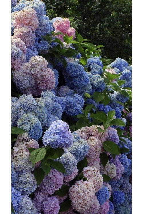 2 Yaşında Tüplü Ortanca (Hydrangea) Fidanı - Renkli Ve Gösterişli Çiçeklerle Bahçenize Zarafet Katın