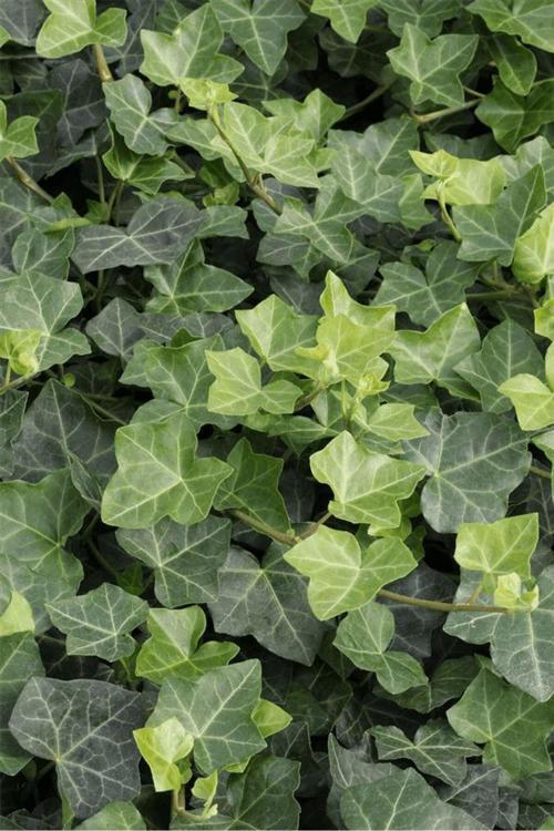 20-50 Cm Duvar Sarmaşığı (Hedera Helix) Fidanı - Kaya Ve Duvarlar İçin Dayanıklı Tırmanıcı Bitki