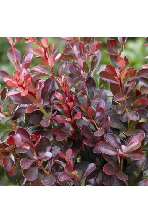 Kadın Tuzluğu [Berberis]1 Adet Tüplü