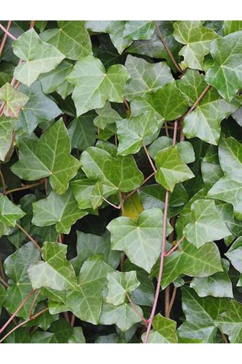 20-50 Cm Duvar Sarmaşığı (Hedera Helix) Fidanı - Kaya Ve Duvarlar İçin Dayanıklı Tırmanıcı Bitki