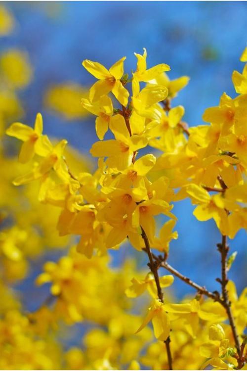 (3 Adet) Altın Çanak Fidanı - Bahçenize Güneş Işığı Katın! (Forsythia X İntermedia)