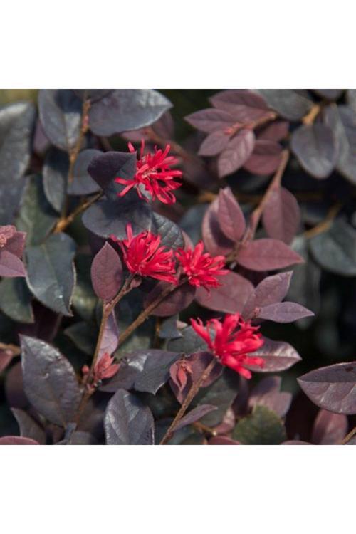 Bordo Yapraklı Lorepetalum Fidanı 1-2 Yaş Arası Saksılı