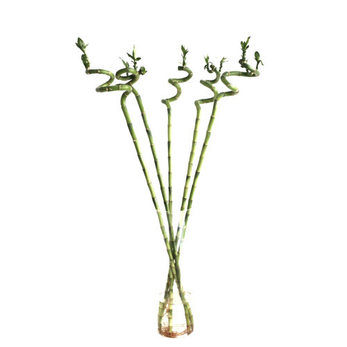 Lucky Bamboo (Şans Bambusu) (5 Adet)