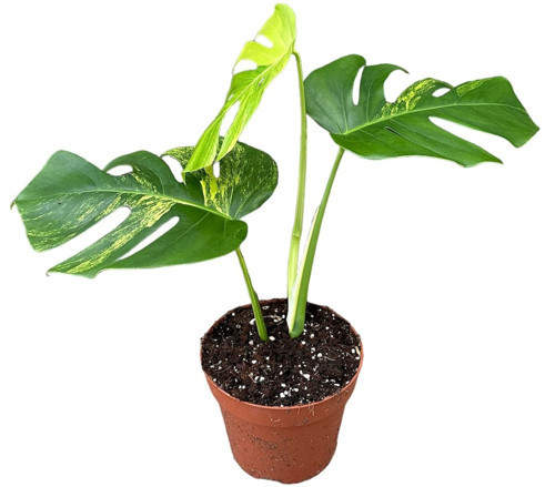Monstera Deliciosa 'Aurea' (Deve Tabanı)