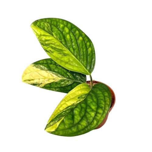 Monstera 'Peru Variegata' (Deve Tabanı)
