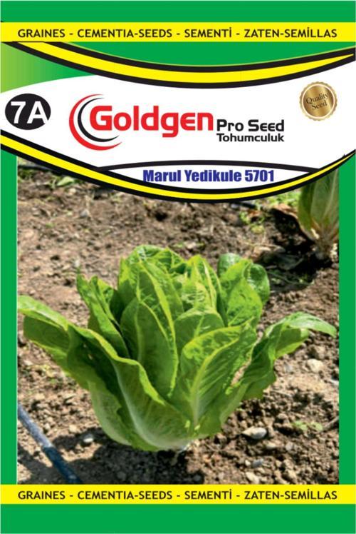 Marul Yedi Kule Tohumu