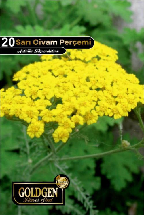 Civanperçemi Tohumu