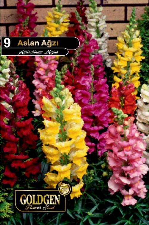 Aslanağzı Çiçeği Tohumu