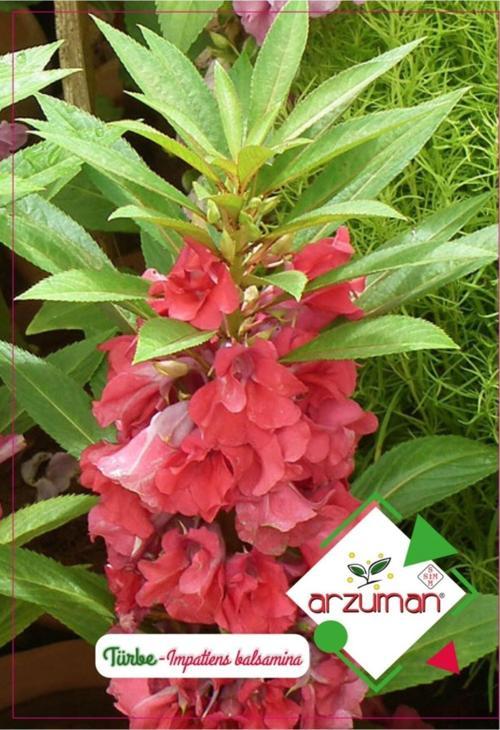 Türbe Çiçeği Çiçek Tohumu