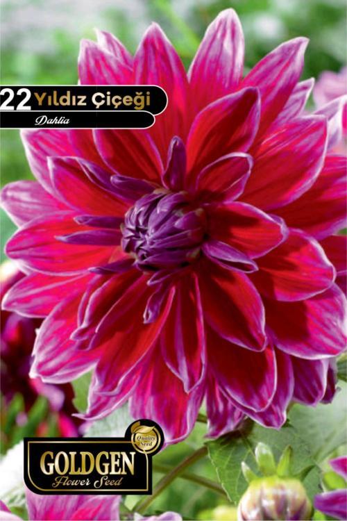 Yıldız Çiçeği Tohumu