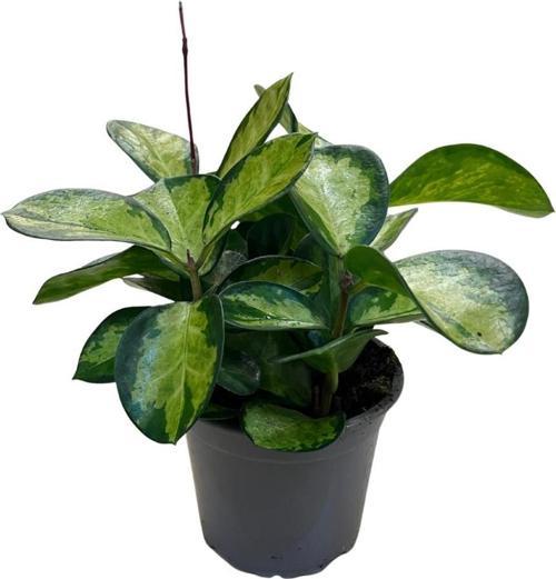 Hoya Australis 'Lisa' (Mum Çiçeği)