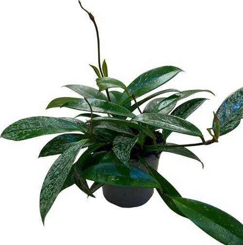 Hoya Pubicalyx 'Silver Spots' (Mum Çiçeği)