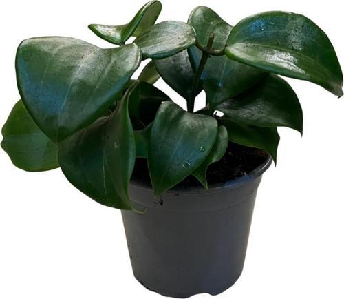 Hoya Quinquenervia (Mum Çiçeği)