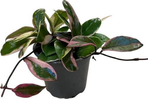 Hoya 'Flamingo Dream' (Mum Çiçeği)