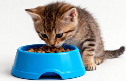 Küçük Boy Mama Kabı - Minimal ve Pratik Tasarım