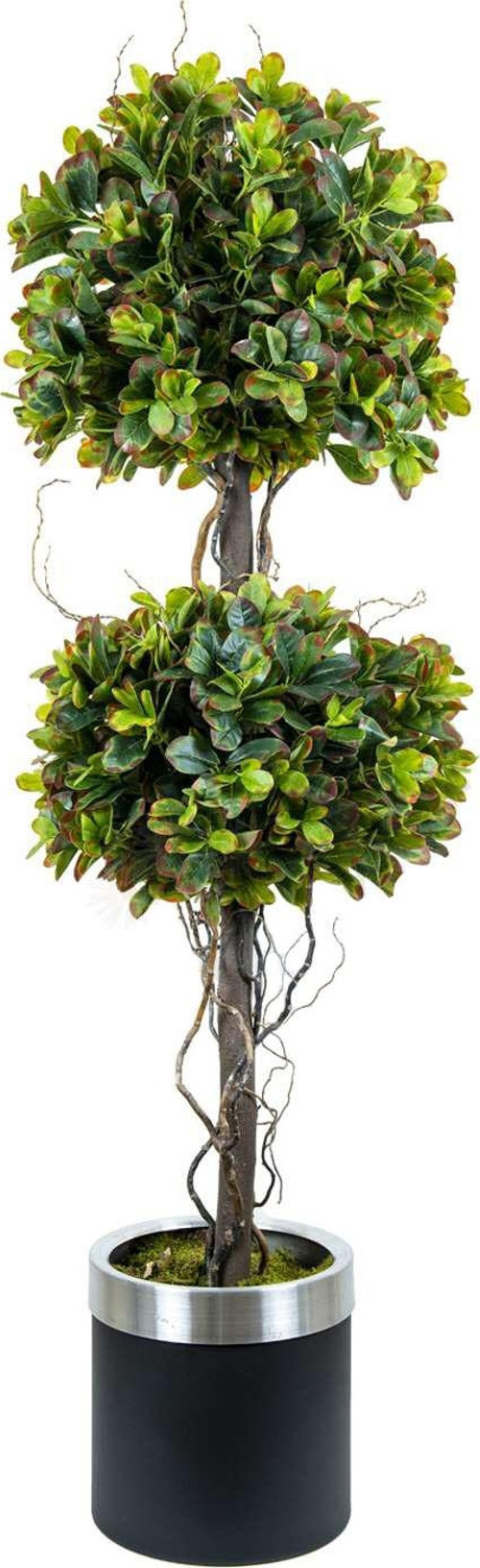 PITOSPORUM EGZOTIK 3 LÜ RED GREEN 170 CM METAL SA AK.ZND014