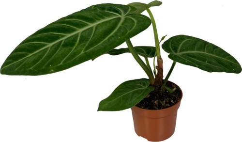 Anthurium Villenaorum