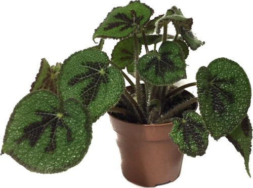 Begonia Masoniana (Begonia Çiçeği)