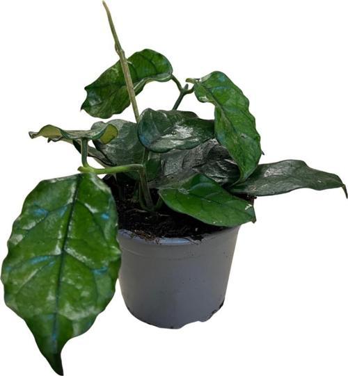 Hoya Villosa (Mum Çiçeği)