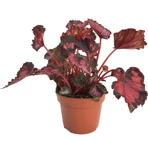 Begonia Rex 'Red Tango' (Begonia Çiçeği)