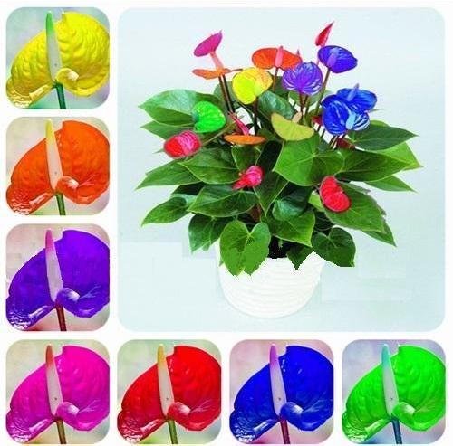 100 Adet 10 Farklı Renk Antoryum Çiçek Tohumu + 10 Adet Hediye Karışık Renk Gül Tohum