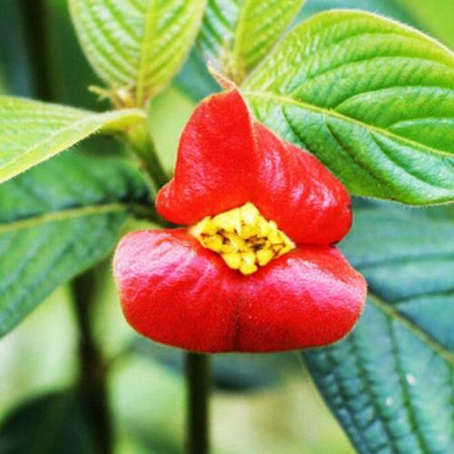 10 Adet Yanan Dudaklar Çiçek Tohumu + 10 Adet Gül Çiçeği Tohumu