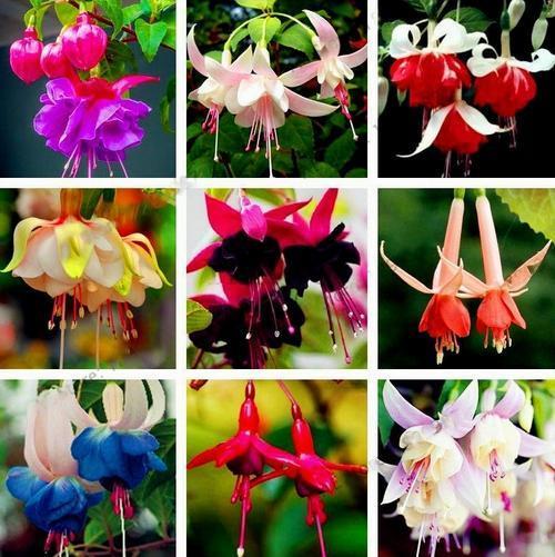 100 Adet Karışık Renk Küpe Çiçeği Tohumu + 10 Adet Hediye Karışık Renk Orkide Çiçek Tohumu