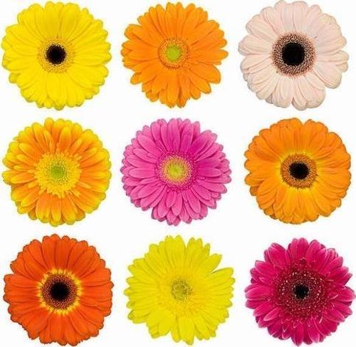 50 Adet Karışık Renk Gerbera Çiçek Tohumu + 10 Adet Hediye Karık Renk Küpe Çiçeği Tohumu