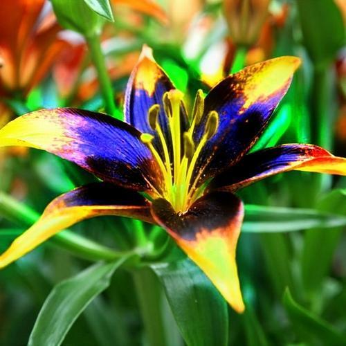 25 Adet Siyah Sarı Zambak Çiçek Tohumu + 10 Adet Hediye Süs Yoncası Çiçeği Tohumu