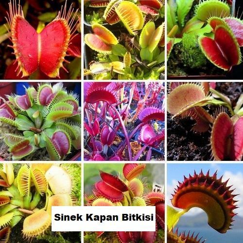 25 Adet Karışık Renk Sinek Pakan Bitki Tohumu