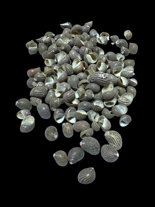 Deniz Kabukları 100 Gr No-16-Neritacommunis