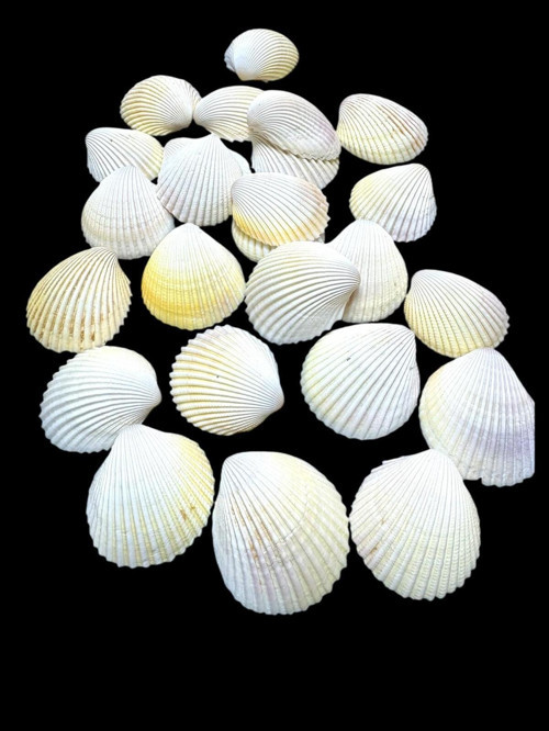 Deniz Kabukları 100 Gr No-13-Arcarca