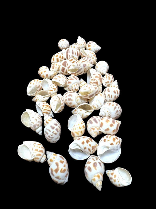 Deniz Kabukları 100 Gr No-10-Babylonia Areolata