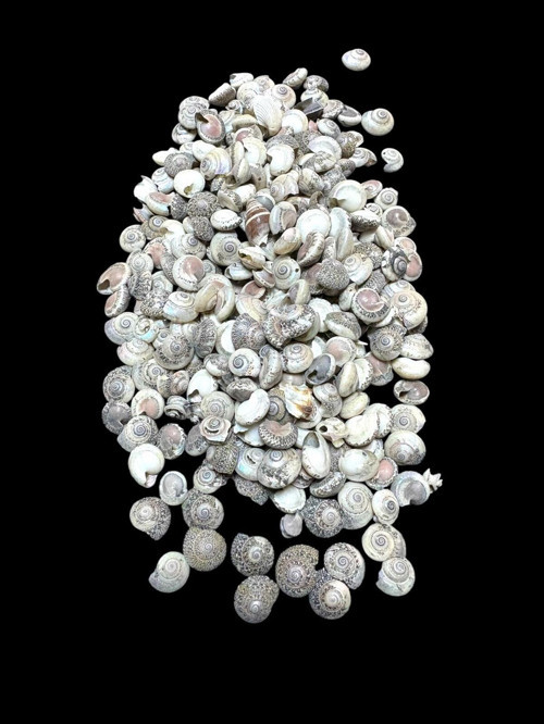 Deniz Kabukları 100 Gr No-8-Umbinium