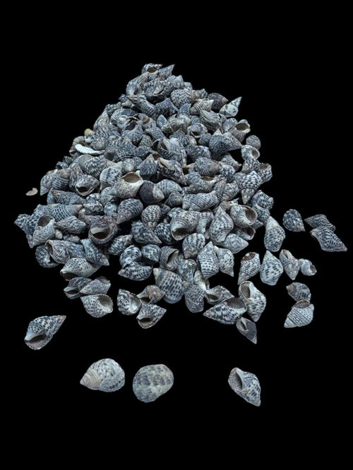 Deniz Kabukları 100 Gr No-21-Nassaderder