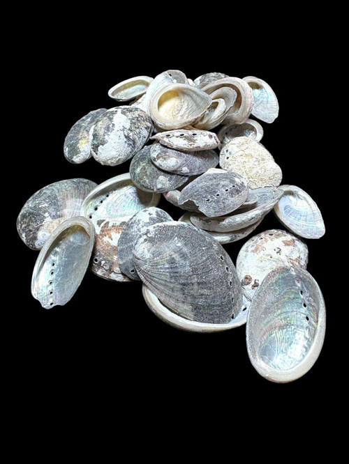 Deniz Kabukları 100 Gr No-20-Halıotispulcherima