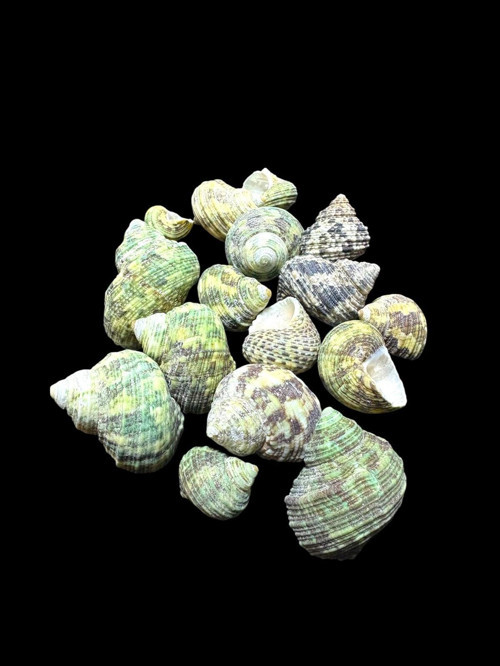 Deniz Kabukları 100 Gr No-19-Bruneus