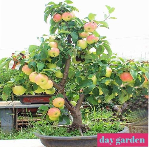 10 Adet Bodur Kırmızı Elma Tohumu + 10 Adet Hediye Sebze Tohumu