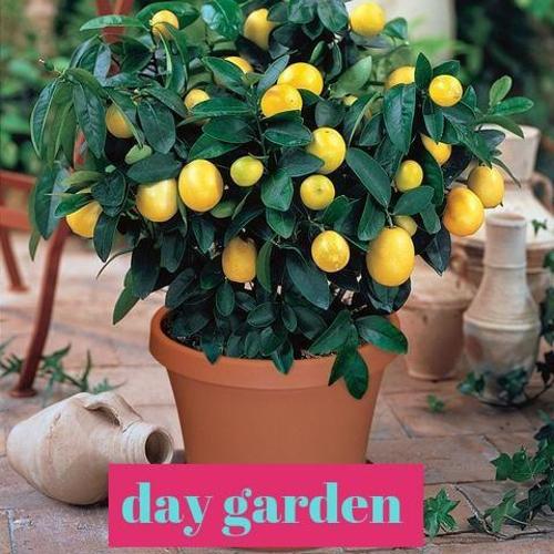 15 Adet Limon Tohumu + 10 Adet Hediye Sebze Tohumu