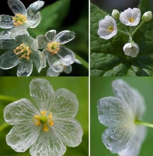 100 Adet iskelet Çiçek Tohumu + 10 Adet Hediye Karışık Renk Gül Tohumu