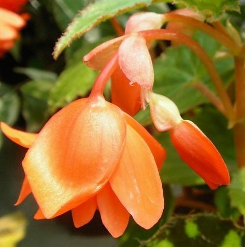 100 Adet Turuncu Renk Begonya Çiçeği Tohumu + 10 Adet Karık Renk Gül Çiçek Tohumu