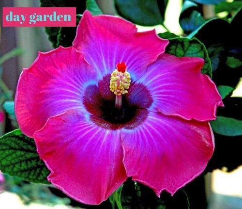 10 Adet Mor Afrika Gülü Çiçeği Tohumu + 10 Adet Hadiye Karışık Lale Çiçek Tohum