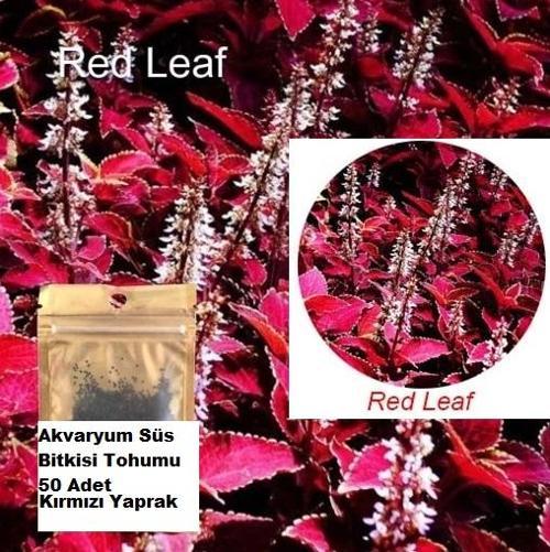 10 Adet Red Leaf Kırmızı Yaprak Akvaryum Bitki Tohumu