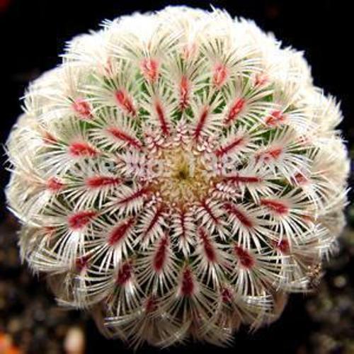 25 Adet Ofis Compare Kaktüs Tohumu + 10 Adet Hediye Karışık Renk Gül Tohumu