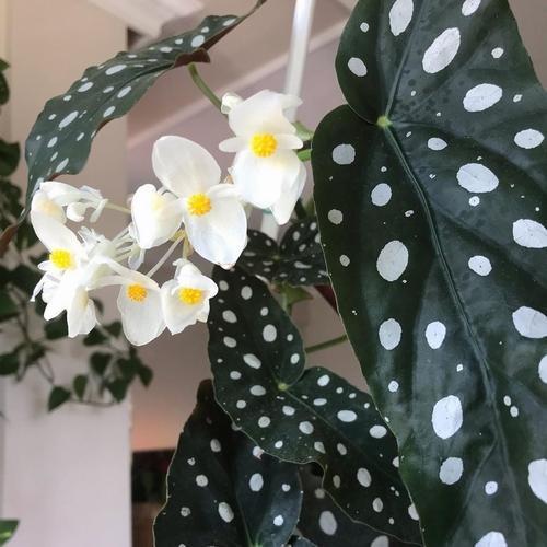 50 Adet Beyaz Renk Begonya Çiçeği Tohumu + 10 Adet Karık Renk Gül Çiçek Tohumu