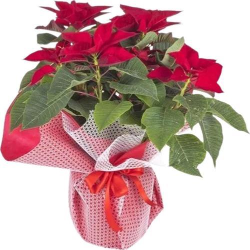 Kırmızı Çiçekli Ponsetya Atatürk Çiçeği	