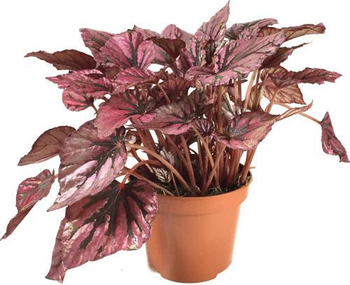 Begonia Rex 'Hugh McLauchlan' (Begonya Çiçeği)
