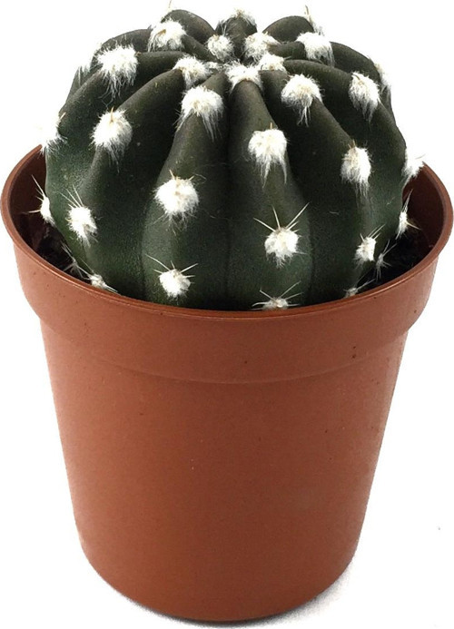 Echinopsis Subdenudata (Kaktüs)